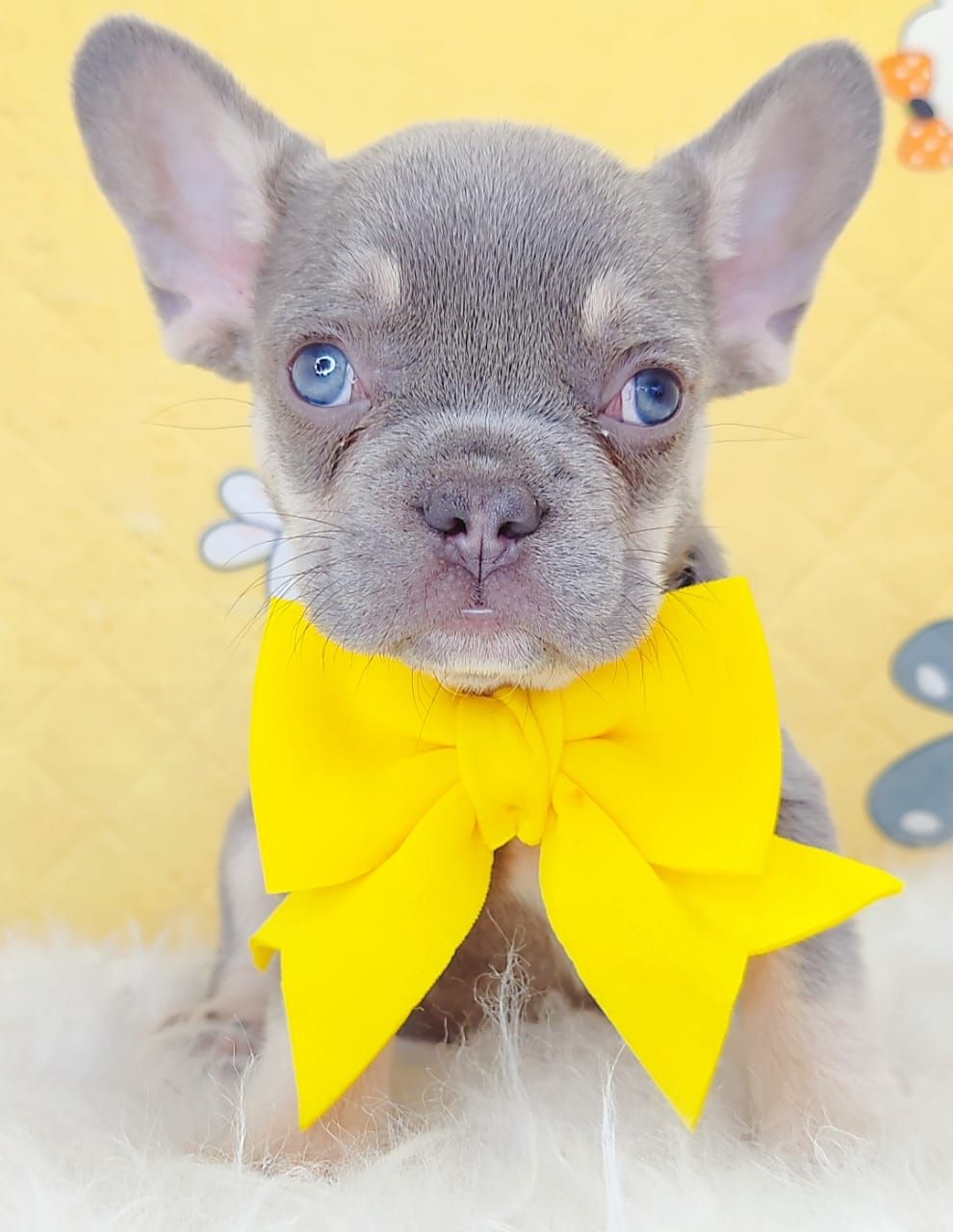 French Bulldog 法斗