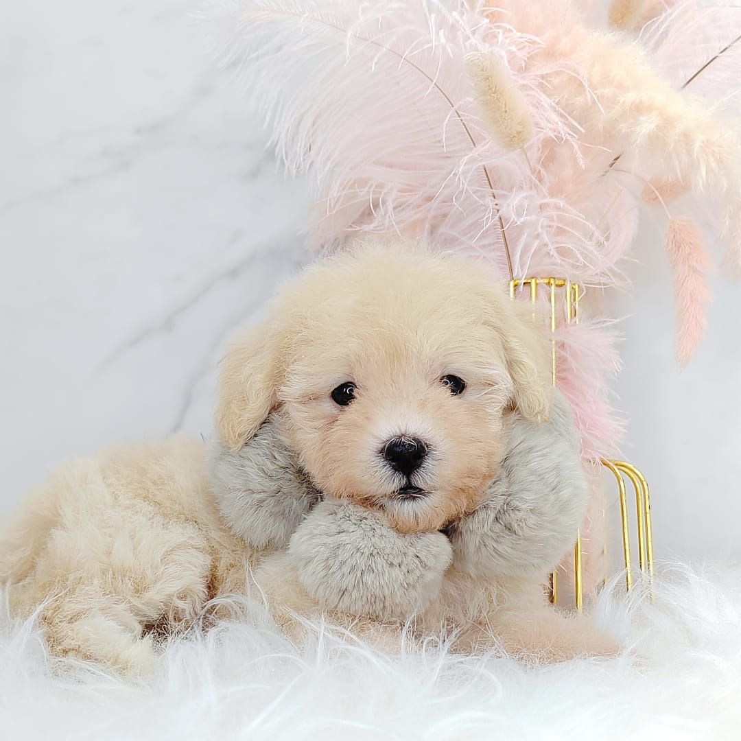 Poodle 娉拌开璐靛