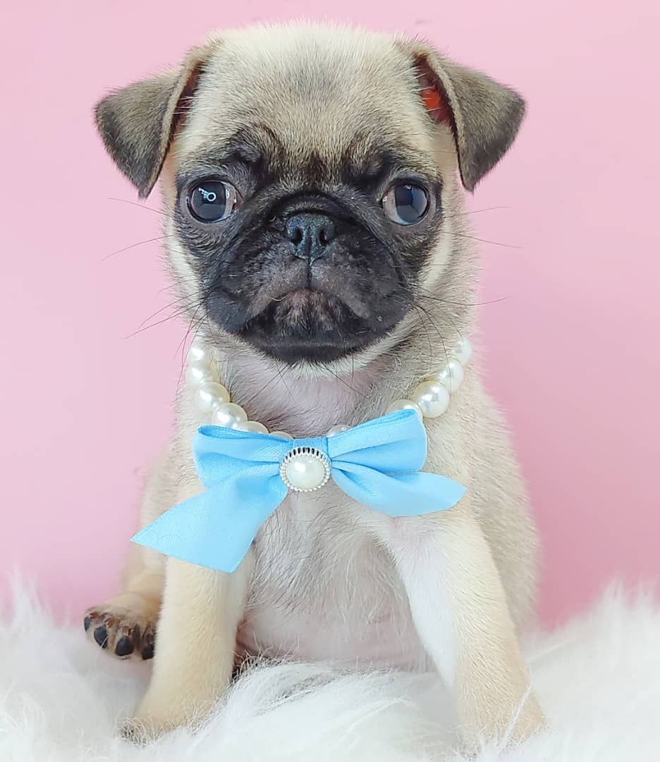 Pug 巴哥