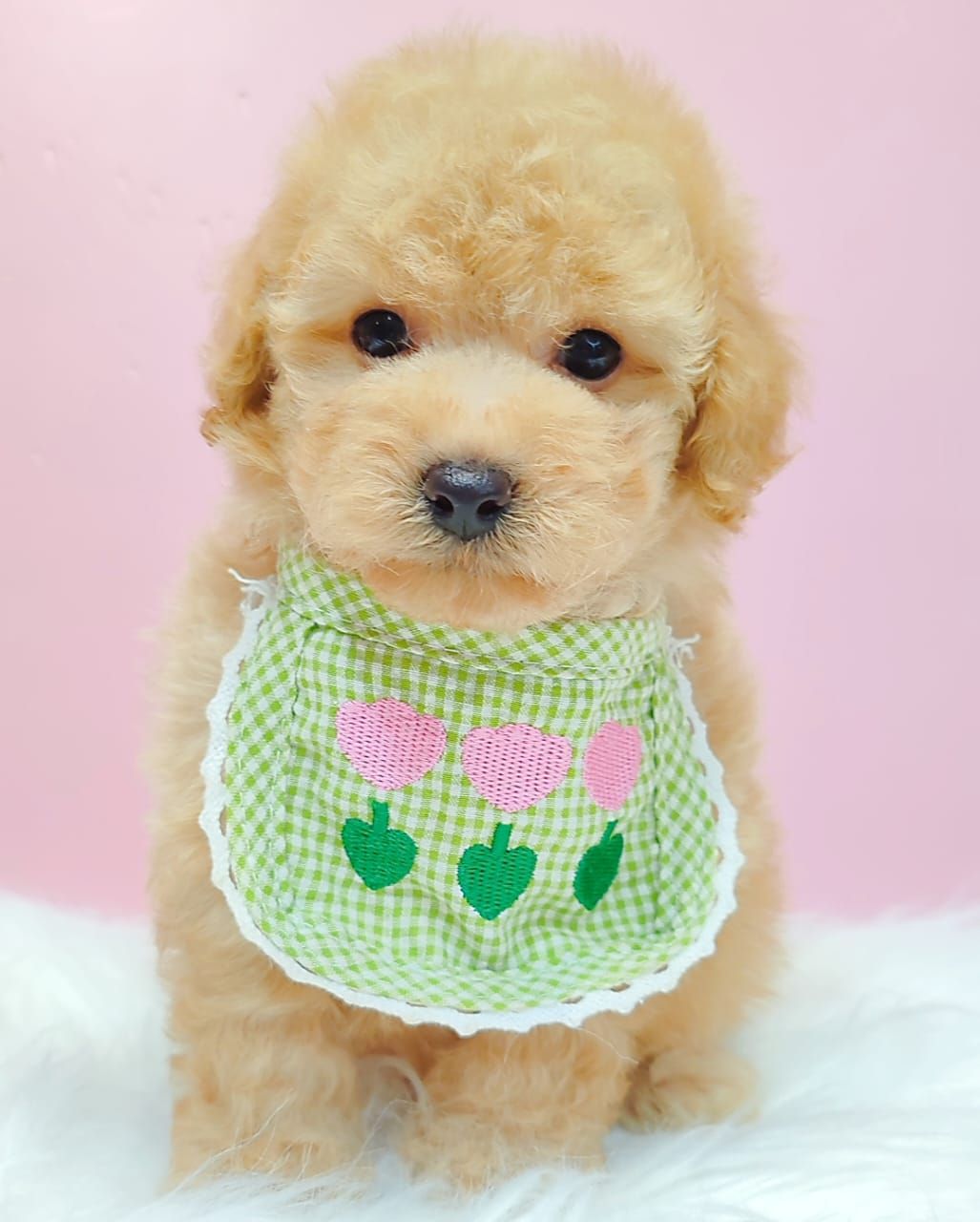 Poodle 娉拌开璐靛