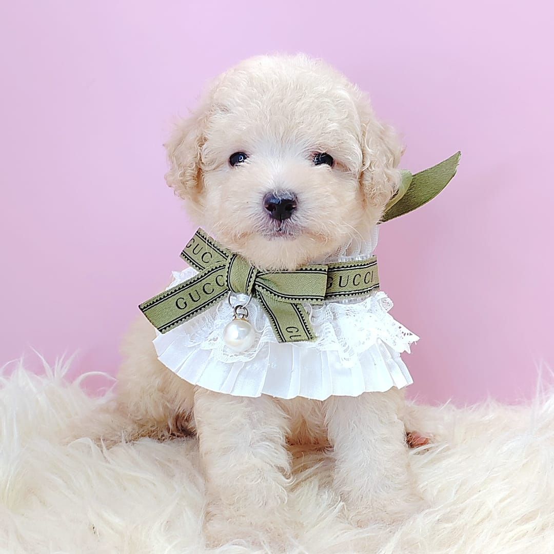 Poodle 娉拌开璐靛