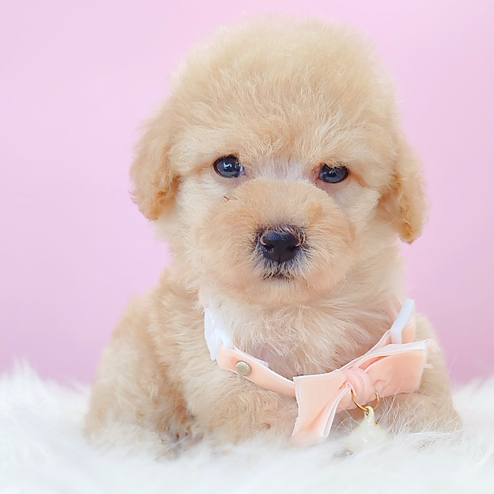 Poodle 娉拌开璐靛