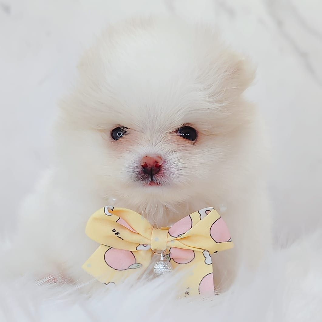 Pomeranian 博美