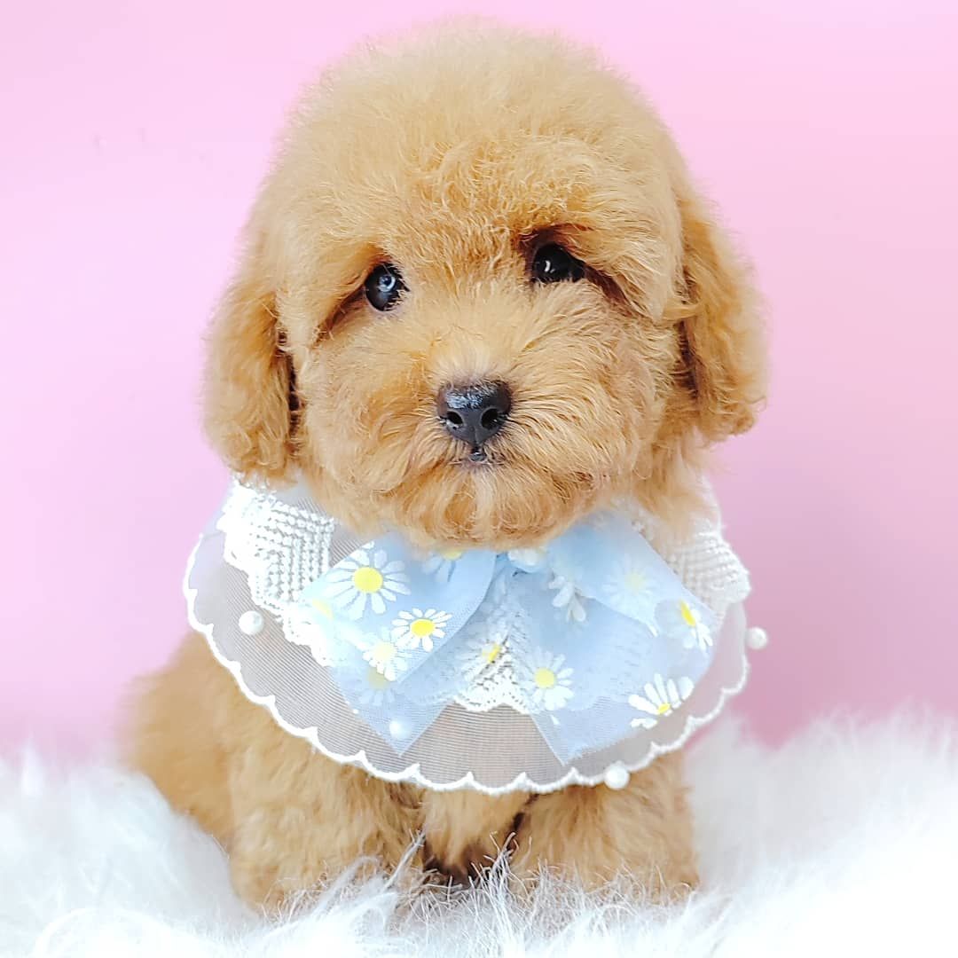 Poodle 娉拌开璐靛