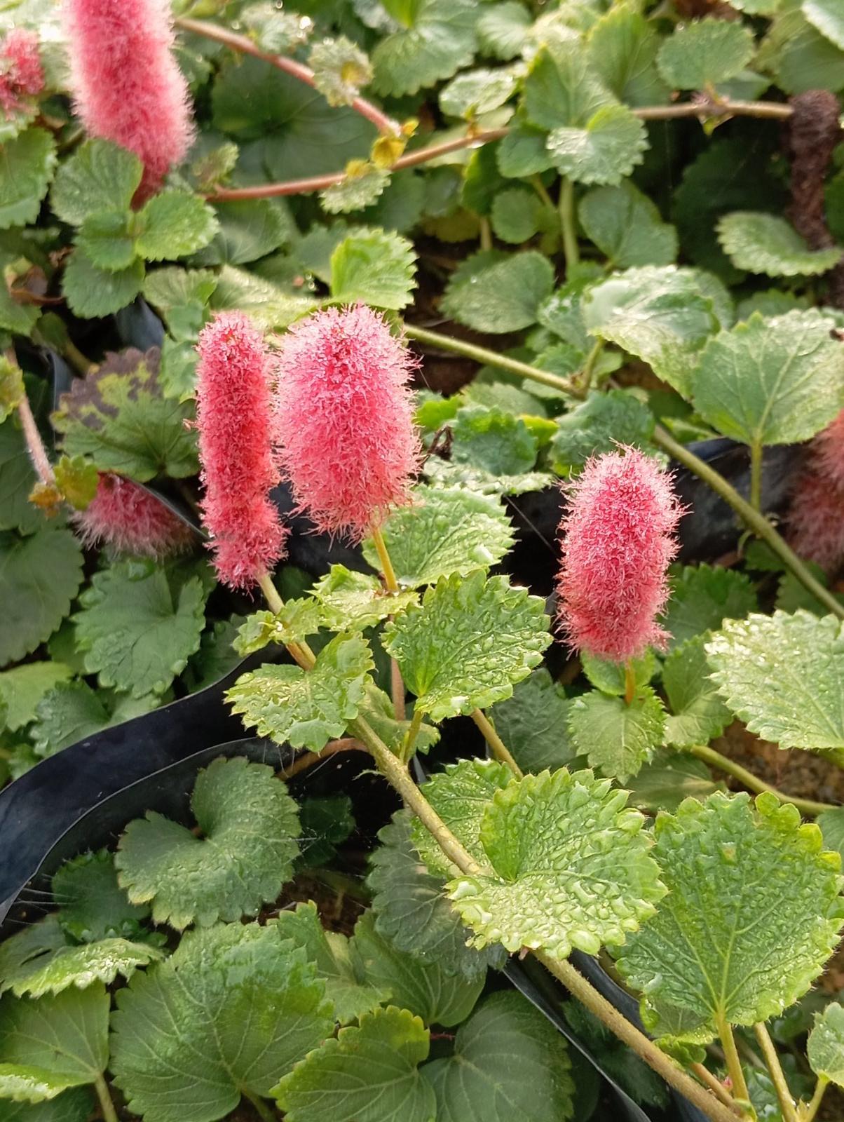 Acalypha Chamaedrifolia