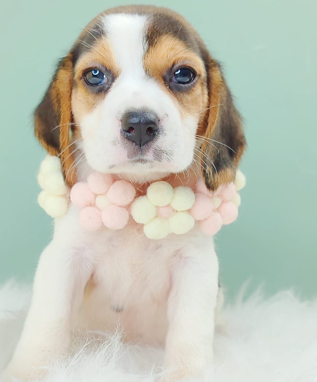 Beagle 米格鲁