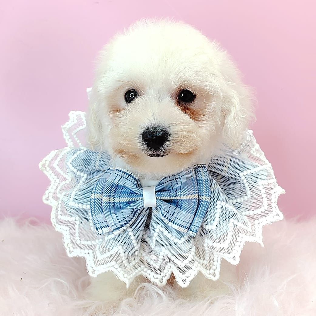 Poodle 娉拌开璐靛