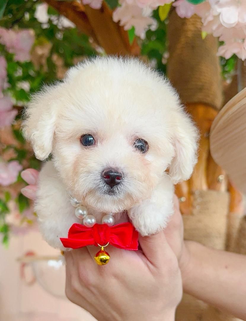 Poodle 娉拌开璐靛