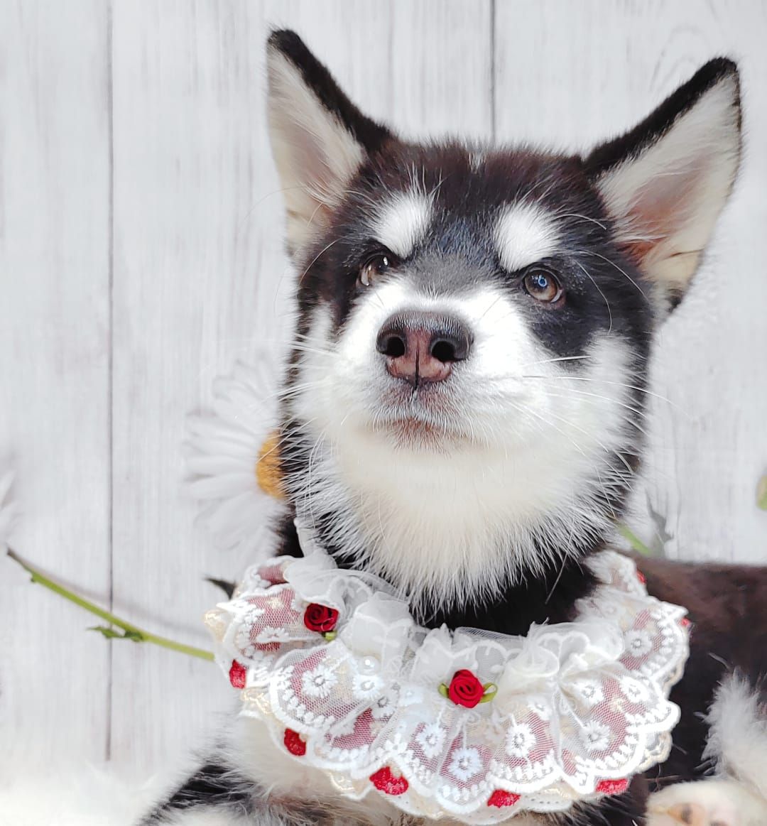 Alaskan Husky 阿拉斯加哈士奇