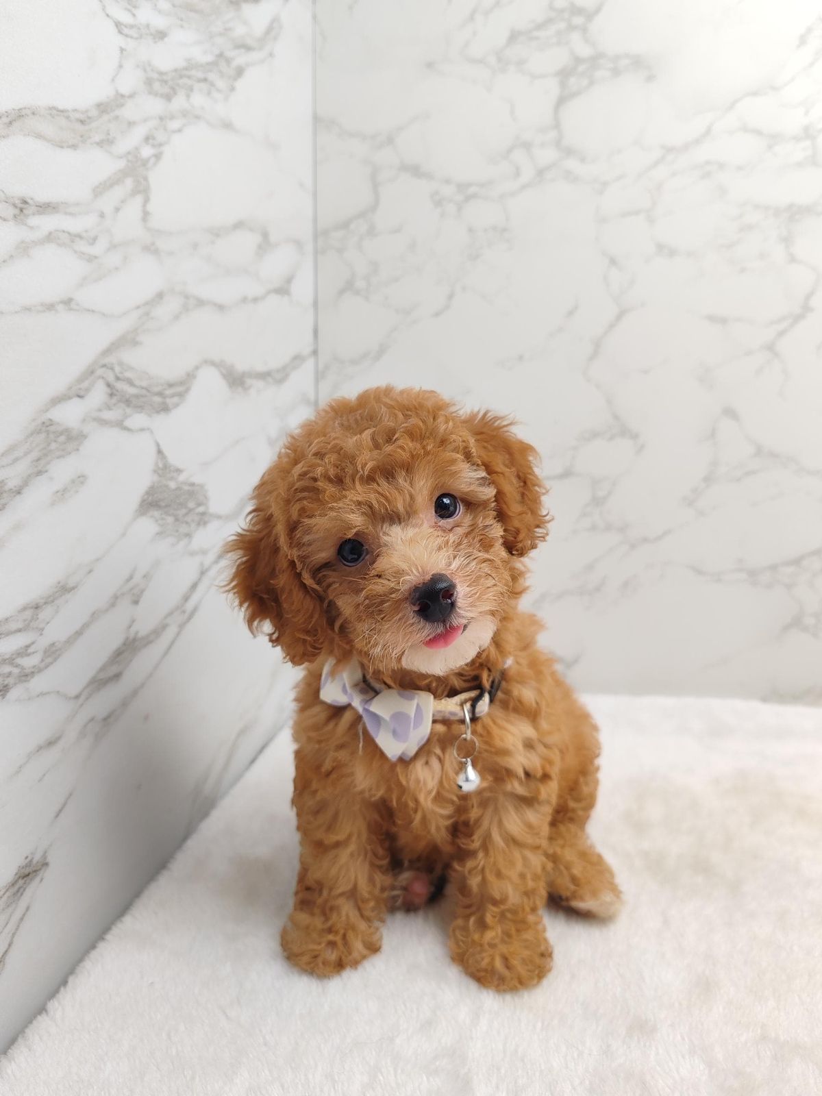 Poodle 娉拌开璐靛