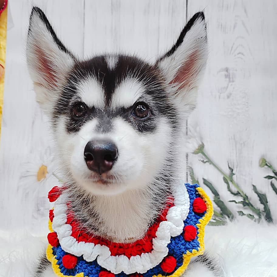 Pomsky 博士奇