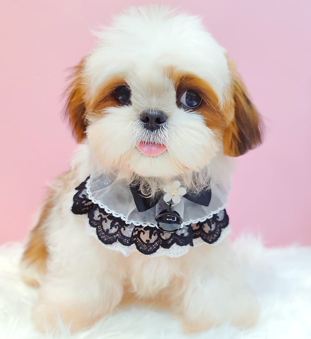 Shih Tzu 西施