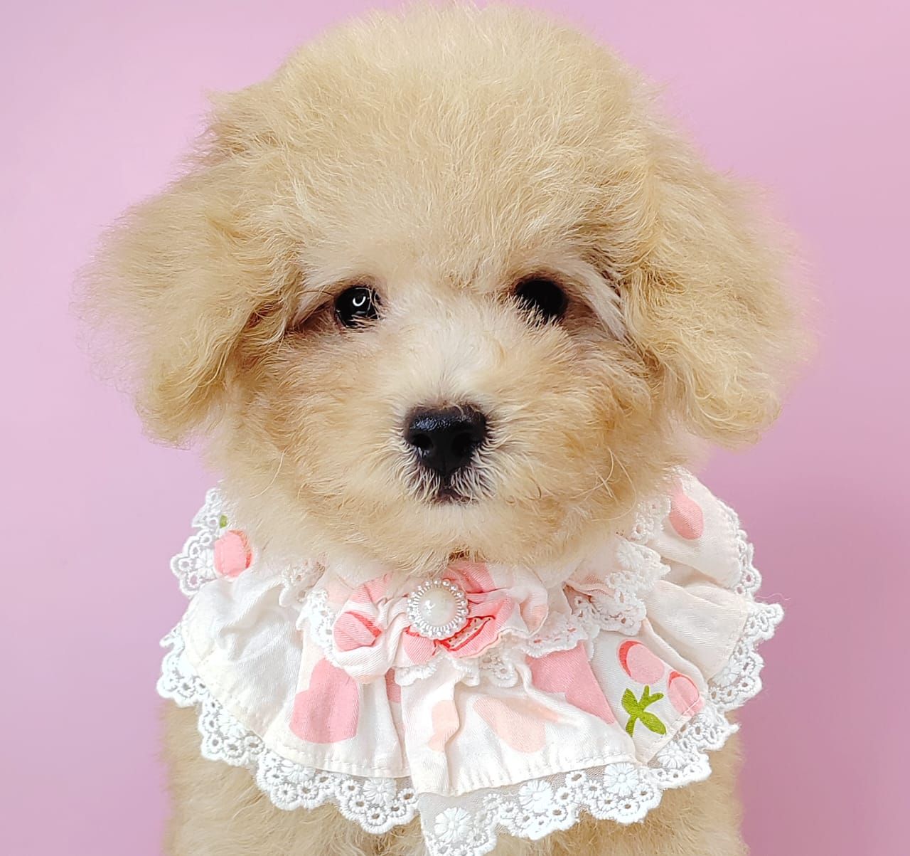 Poodle 娉拌开璐靛