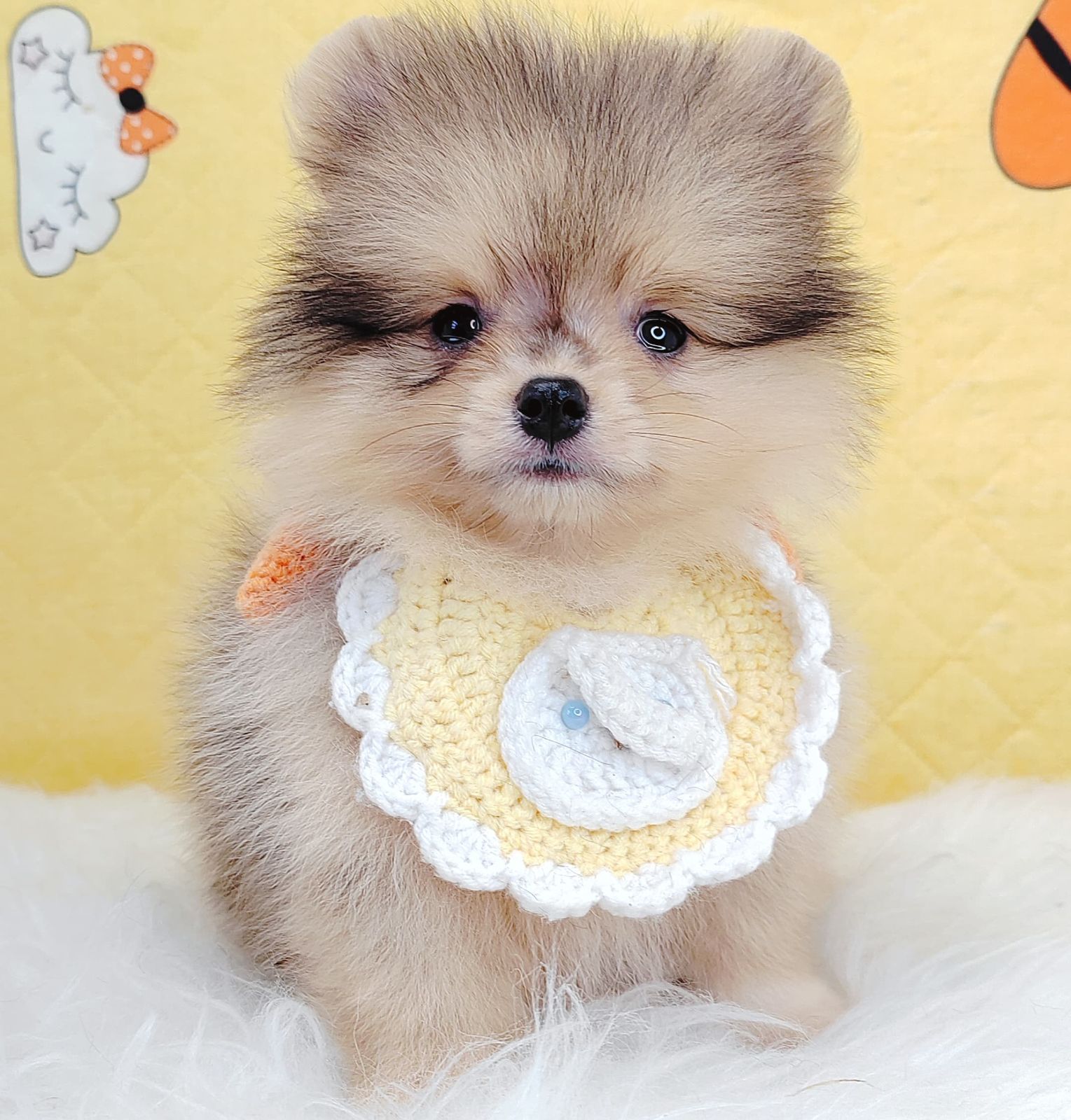 Pomeranian 博美