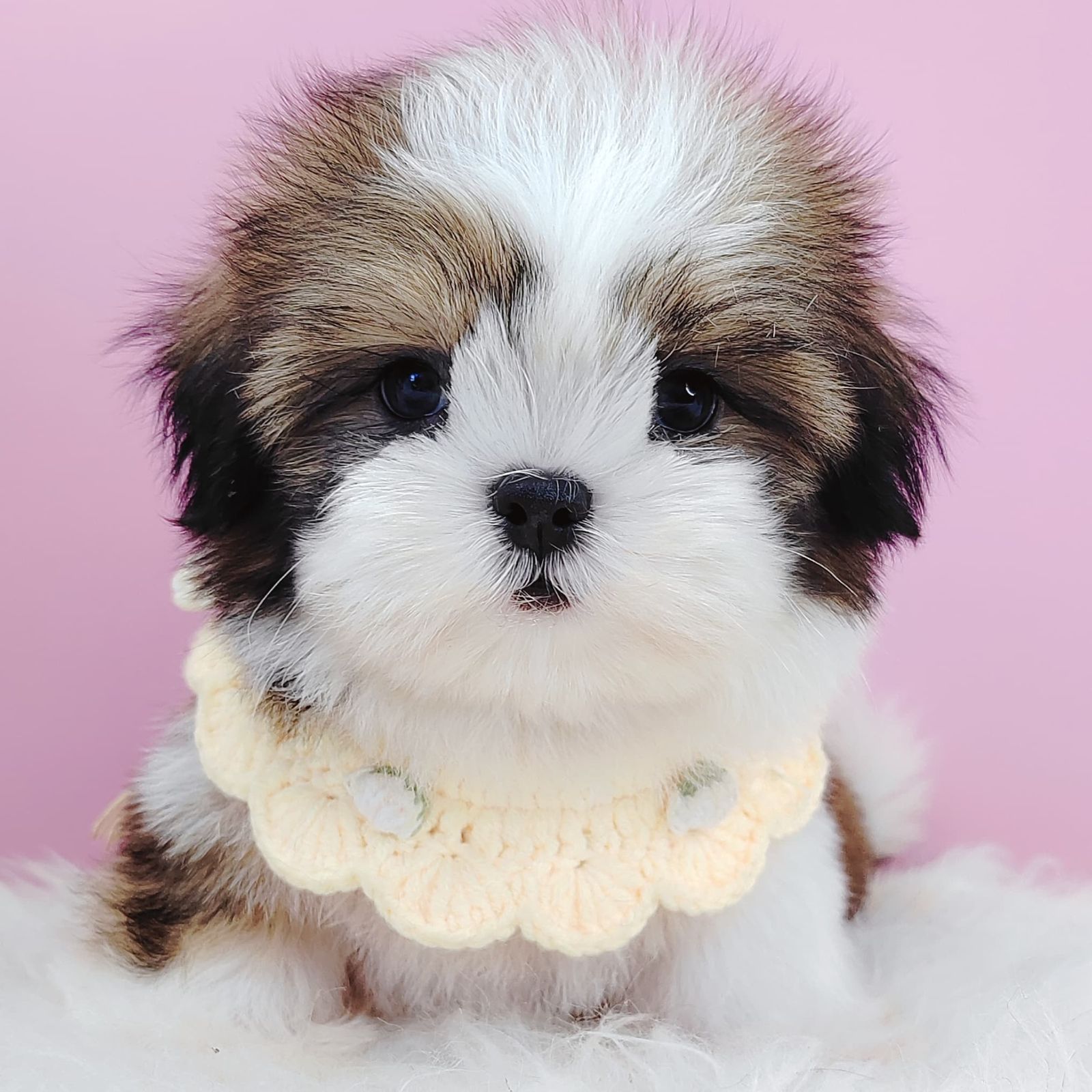 Shih Tzu 西施
