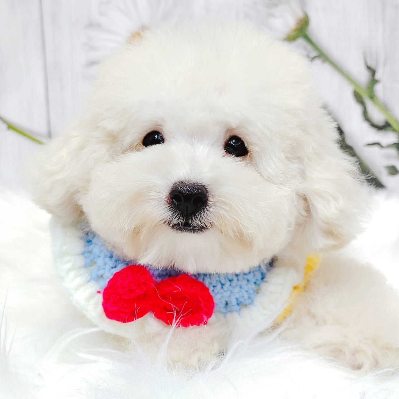 Bichonpoo 泰迪熊