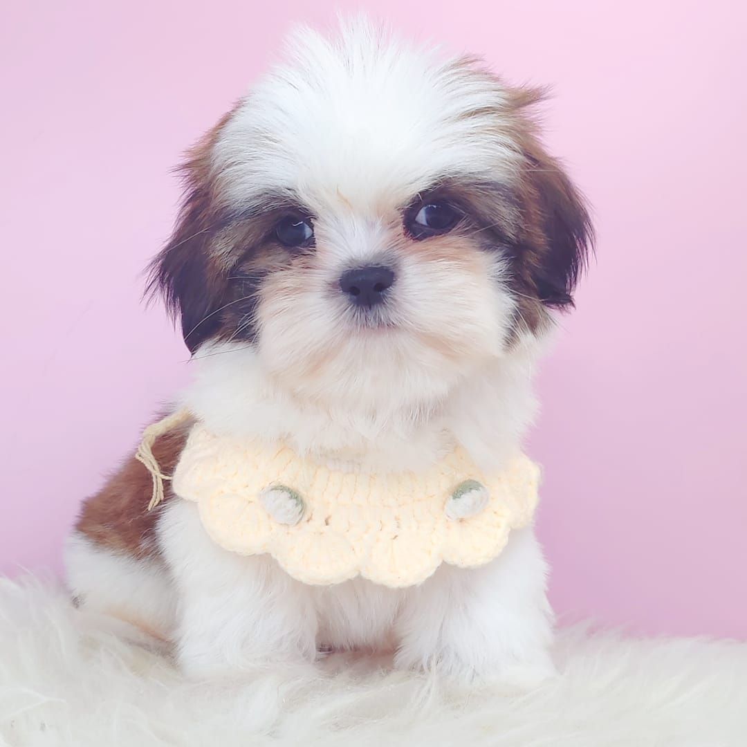 Shih Tzu 西施