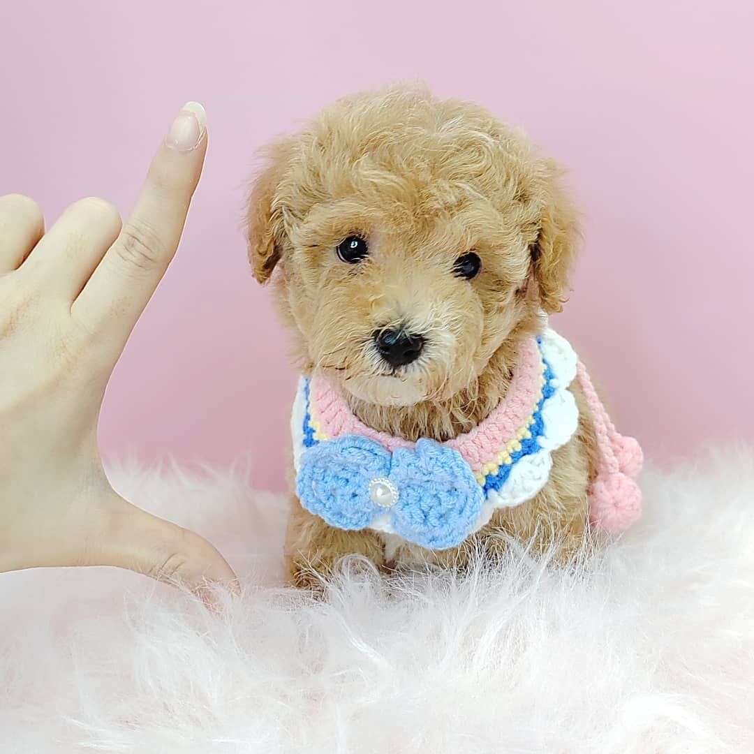 Poodle 娉拌开璐靛