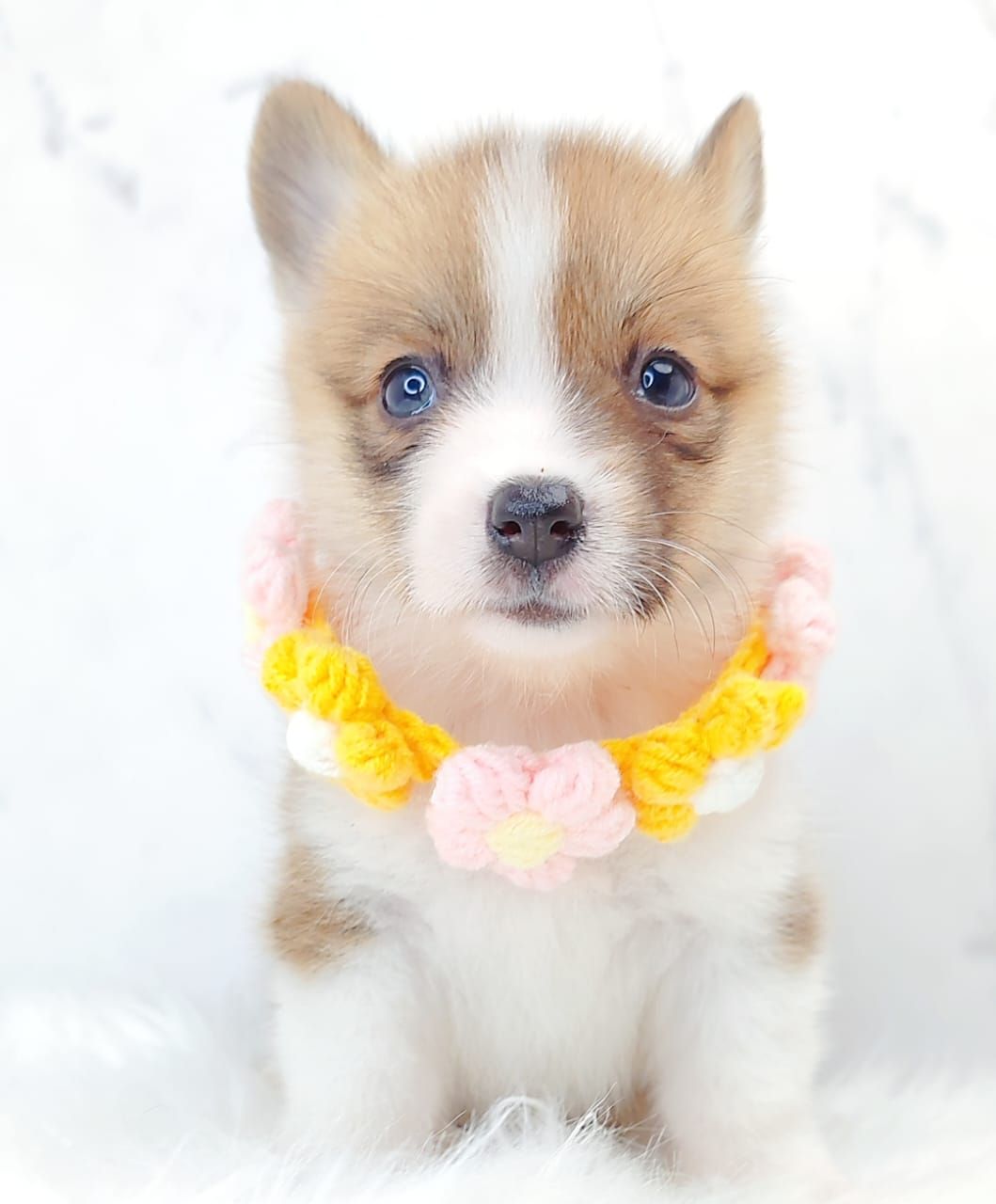 Corgi 柯基