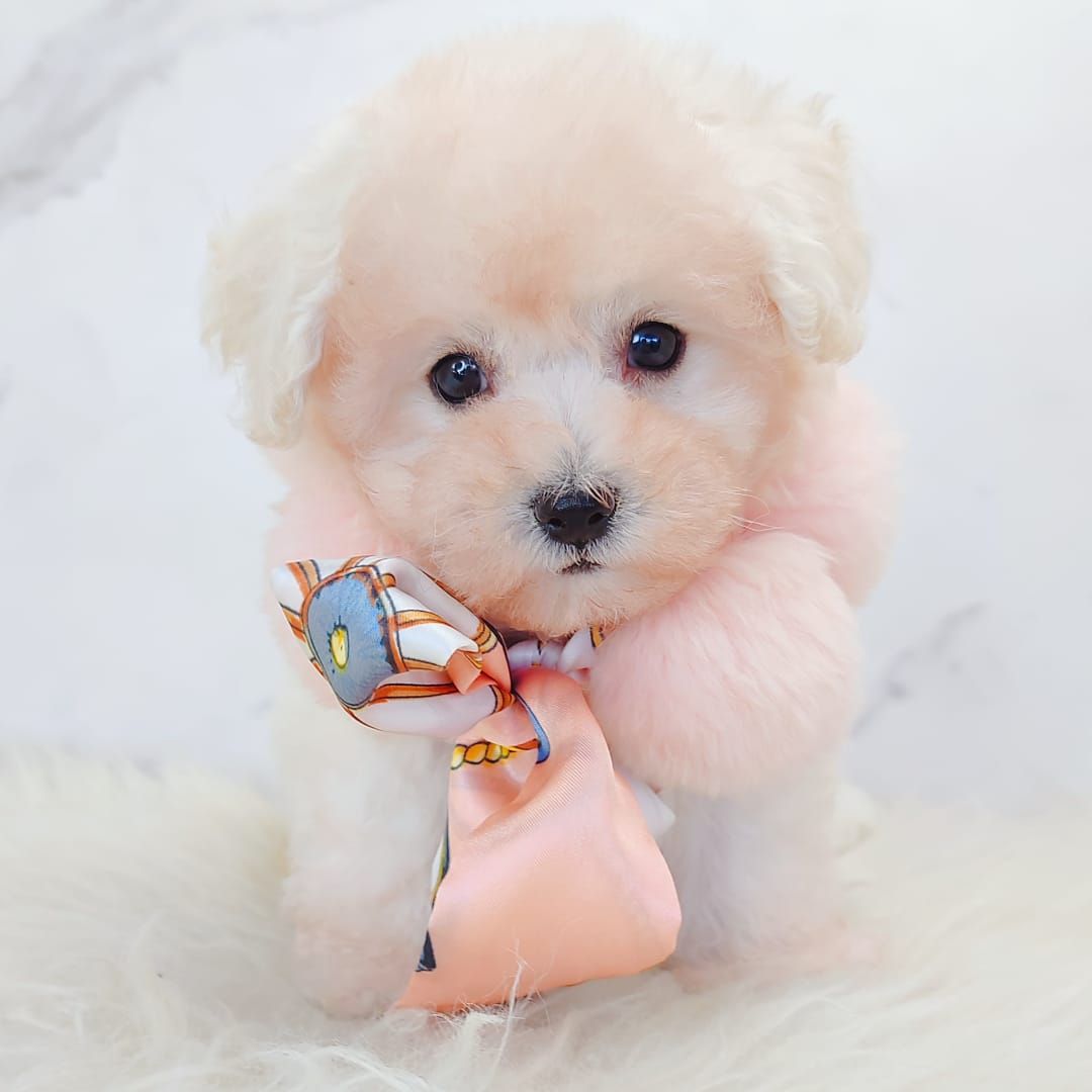Bichon 比熊