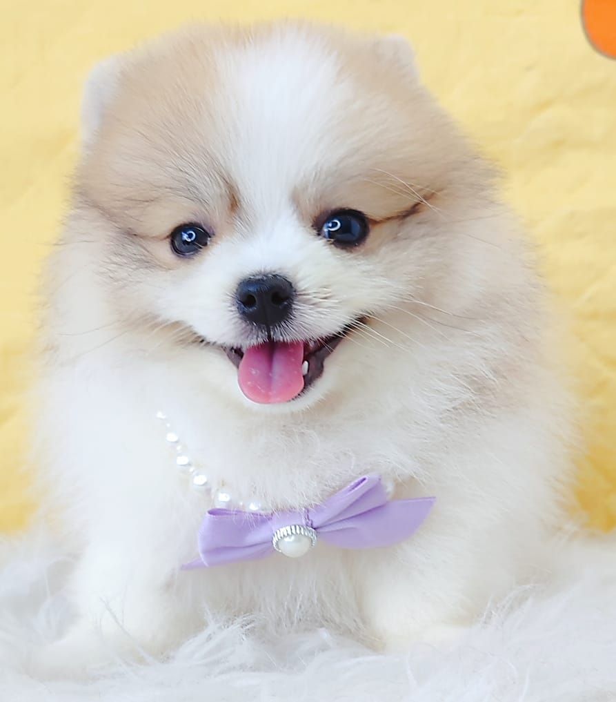 Pomeranian 博美