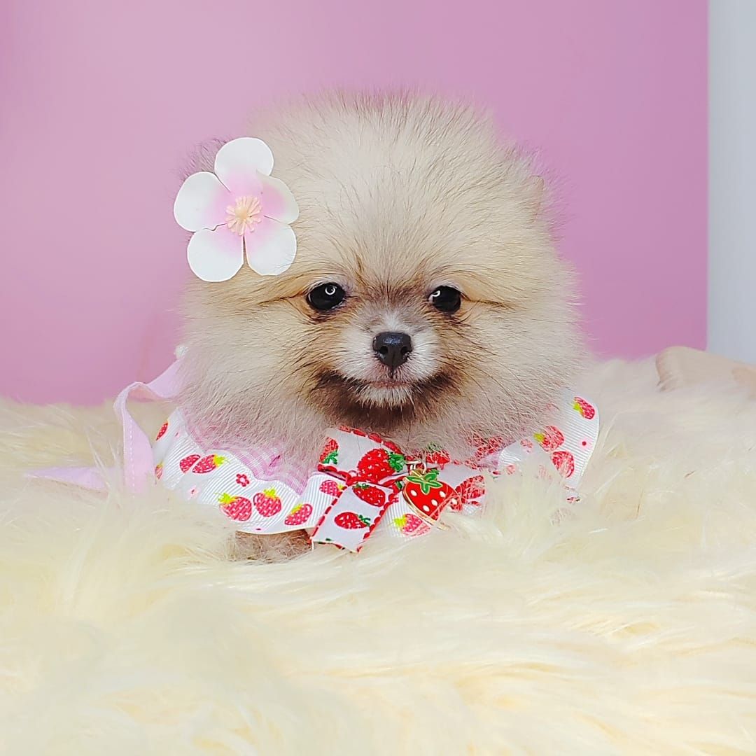 Pomeranian 博美