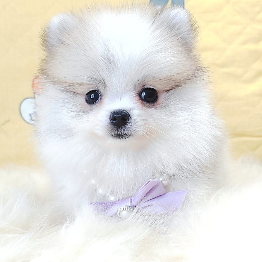 Pomeranian 博美