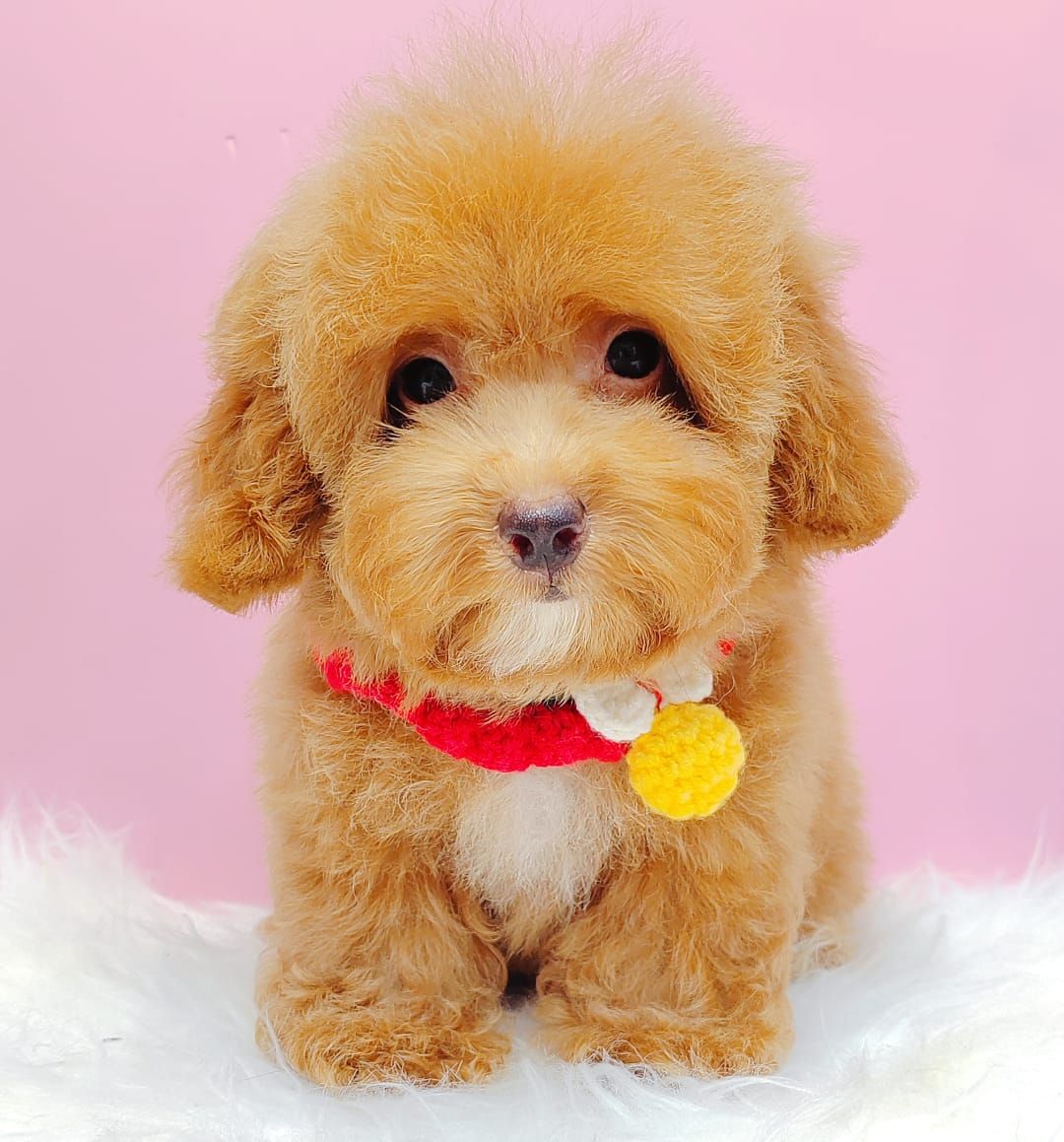 Poodle 璐靛娉拌开