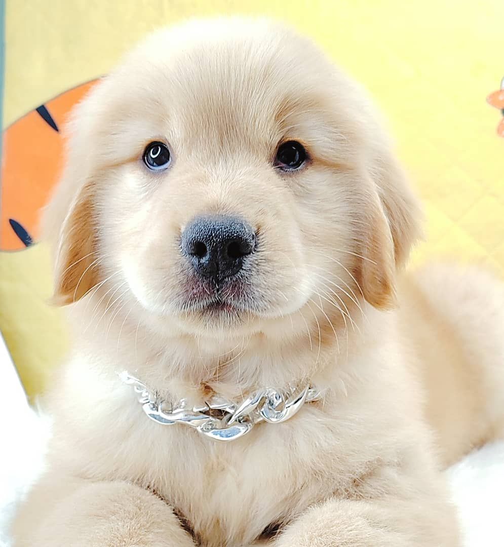 Golden Retriever 黄金猎犬
