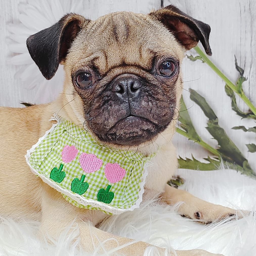 Pug 巴哥