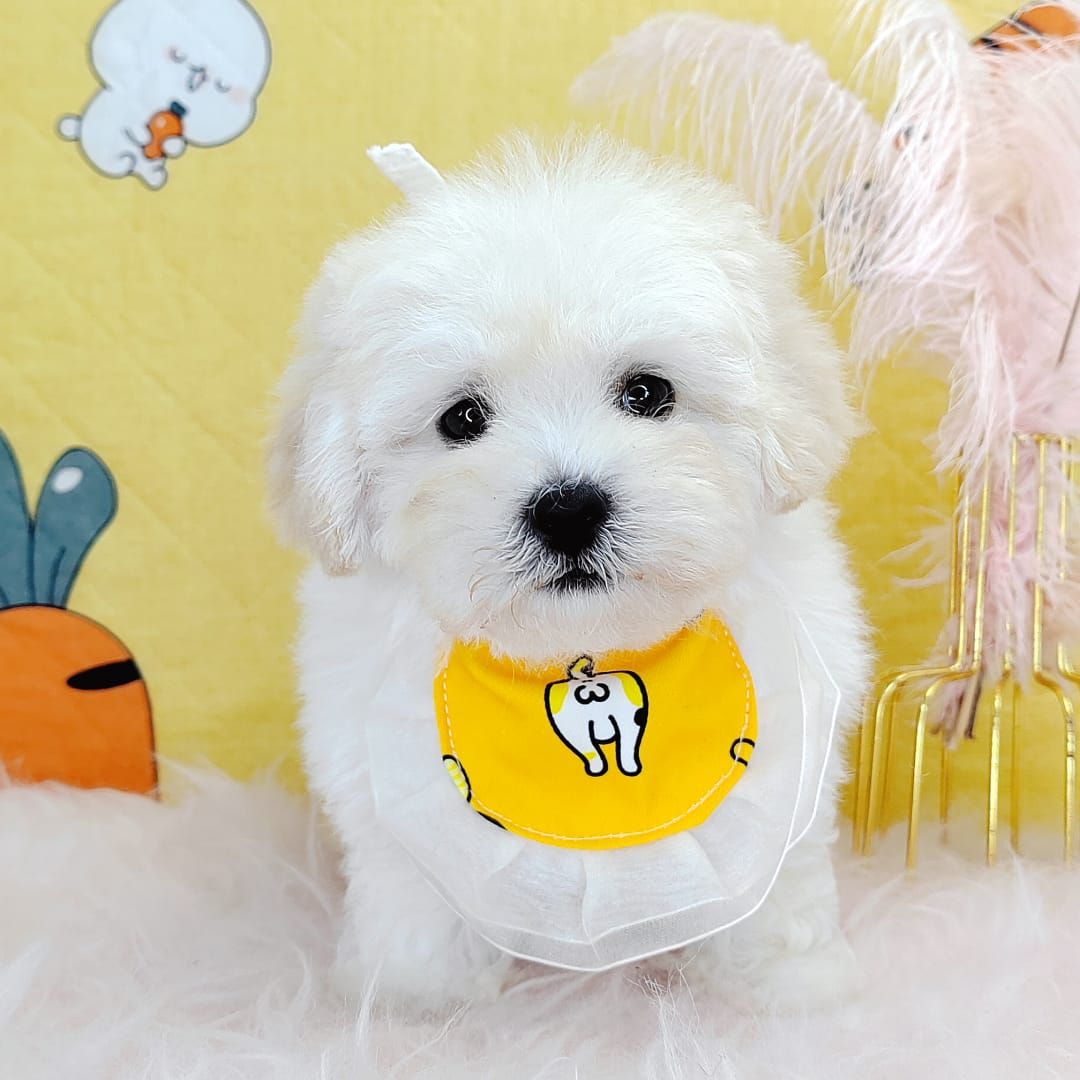 Maltipoo 马尔泰迪