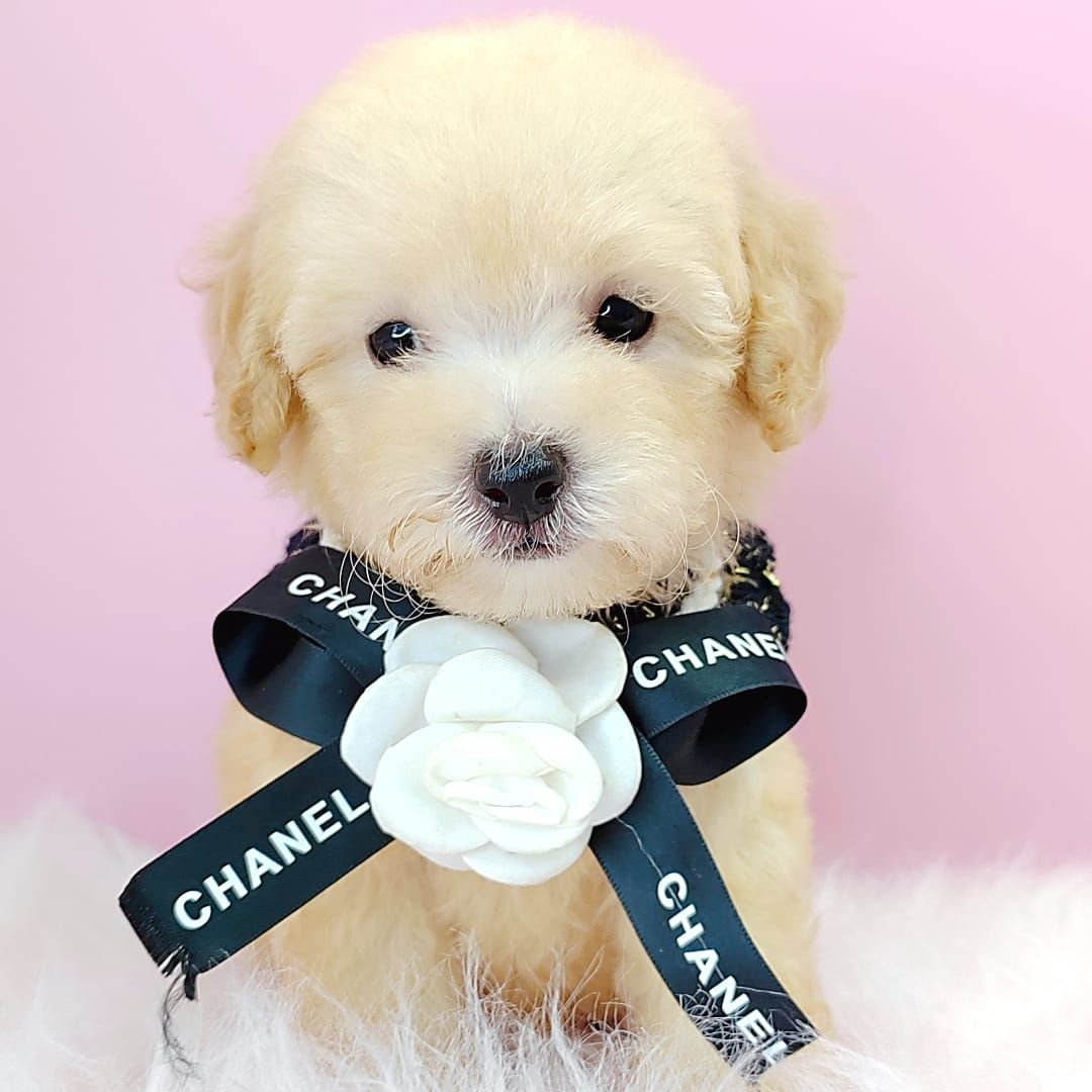 Poodle 娉拌开璐靛