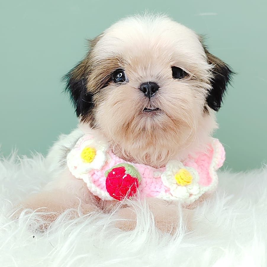 Shih Tzu 西施