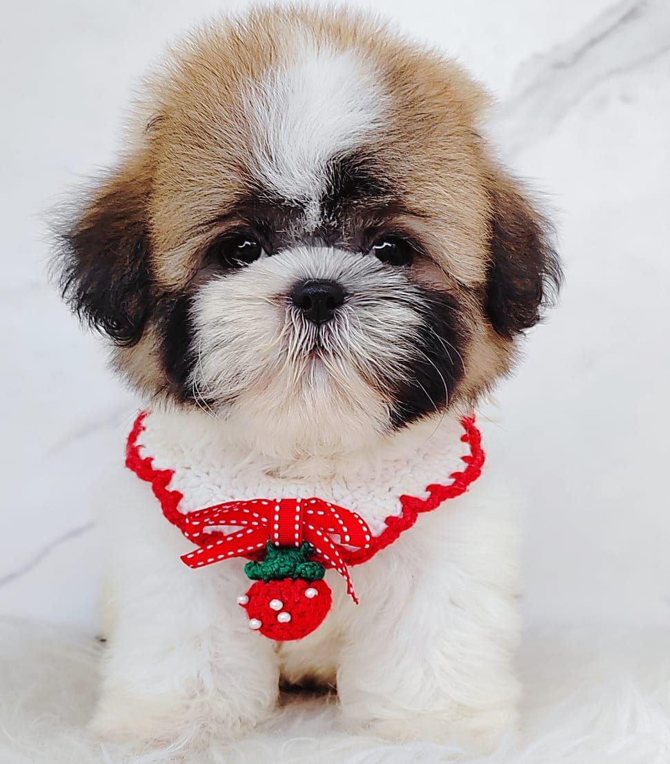 Shih Tzu 西斯