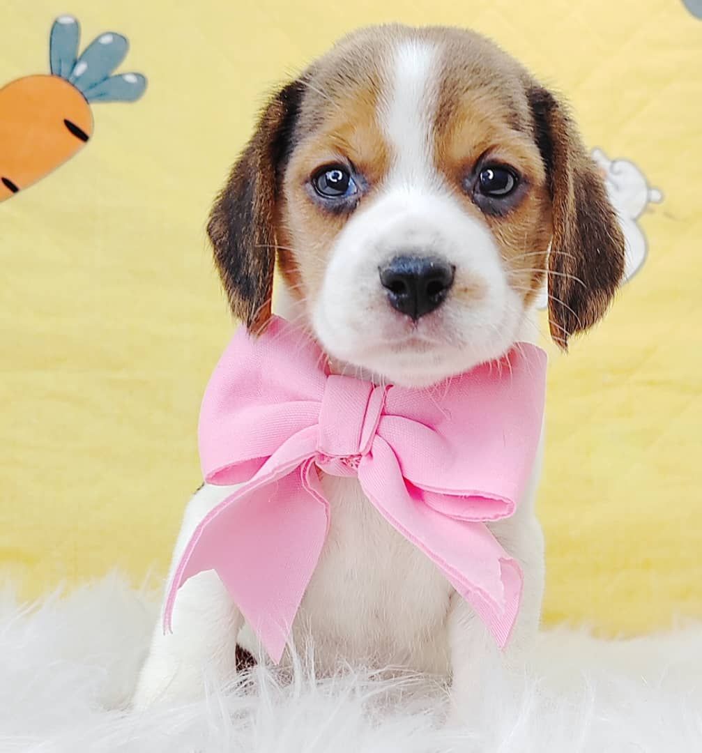 Beagle 米格鲁