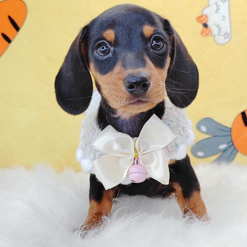 Dachshund 腊肠狗