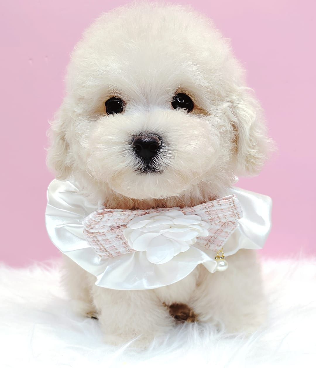 Bichonpoo 泰迪熊
