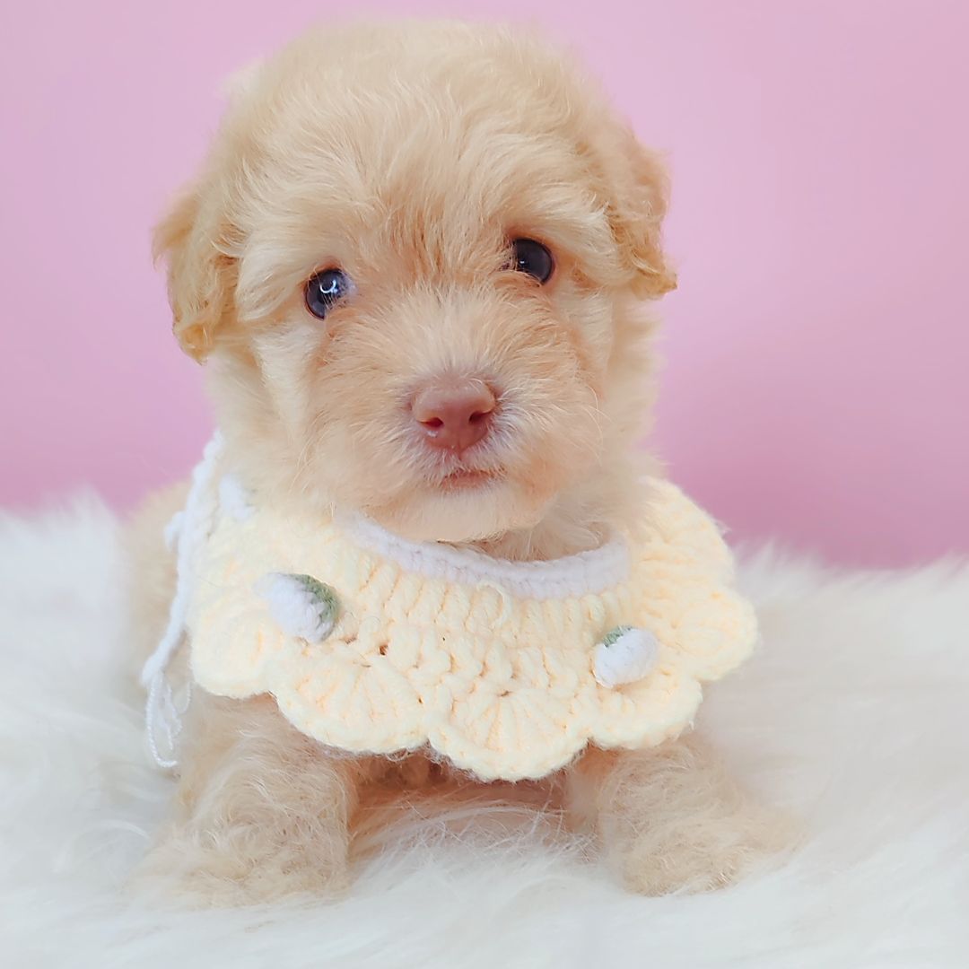 Poodle 娉拌开璐靛