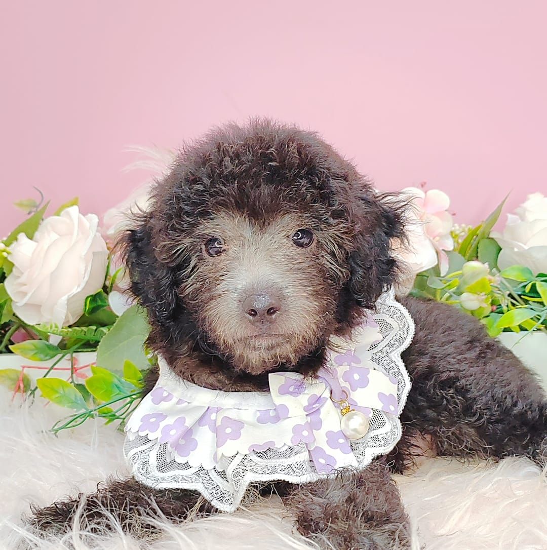 Poodle 娉拌开璐靛
