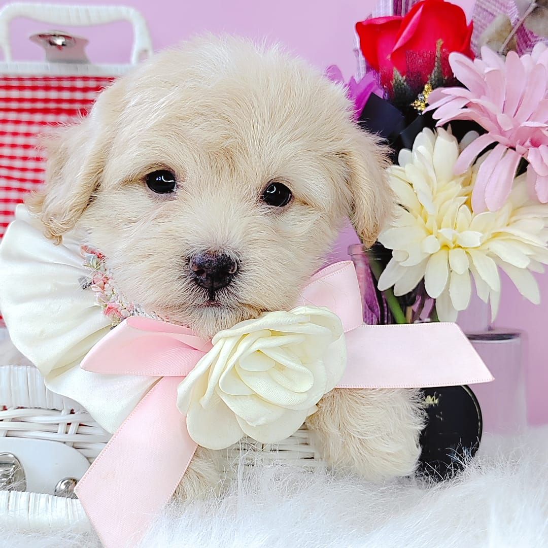 Maltipoo 马尔泰迪