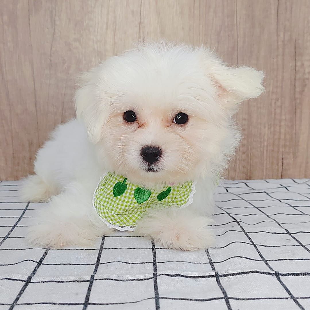 Maltipoo 马尔泰迪