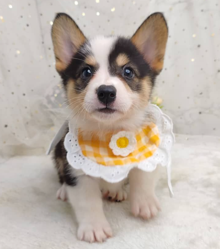Welsh Corgi 柯基