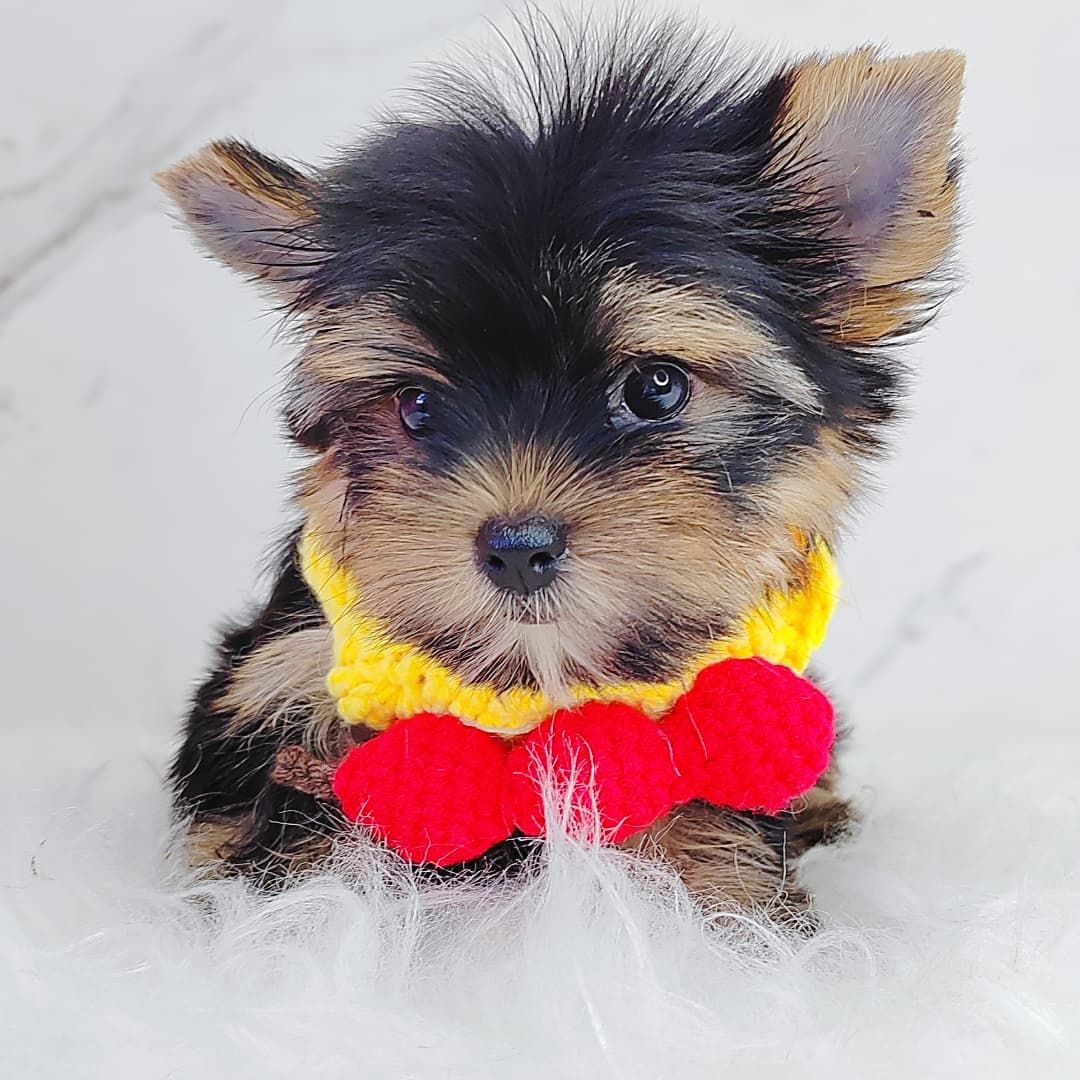 Yorkshire Terrier 约克夏