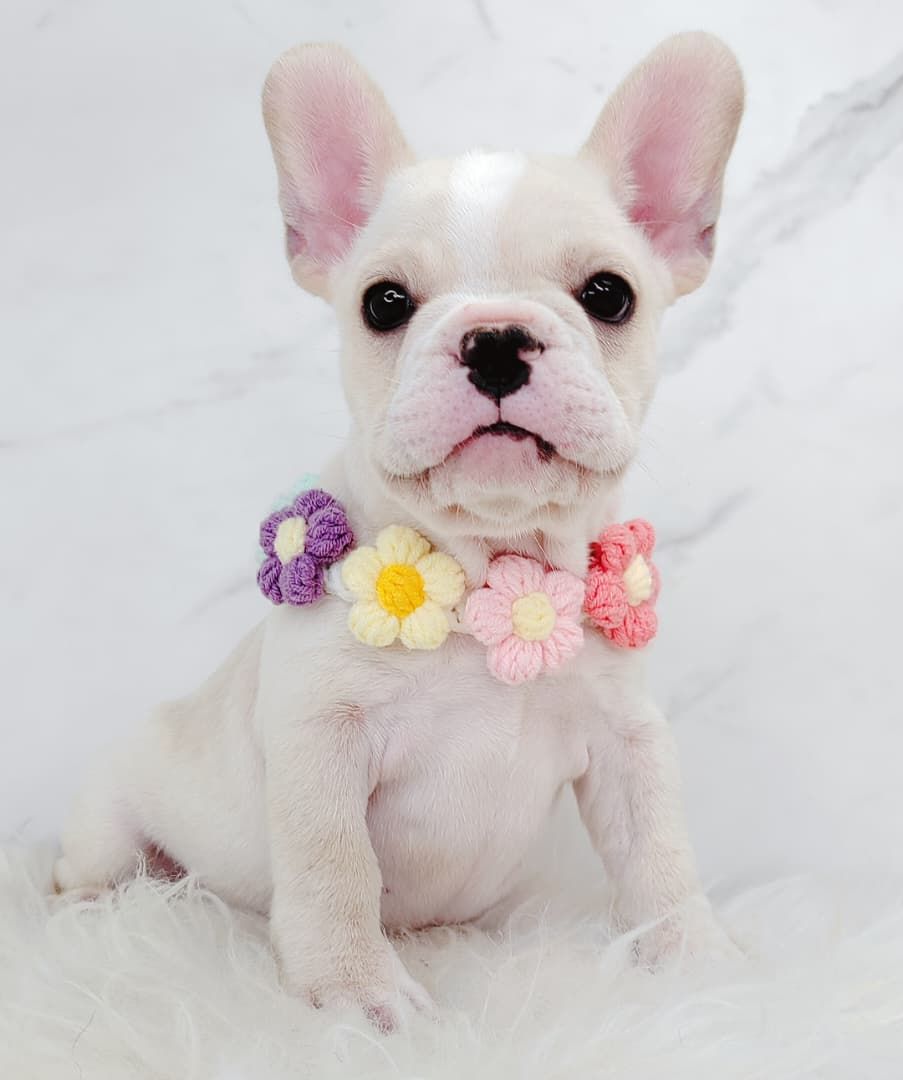 French Bulldog 法斗