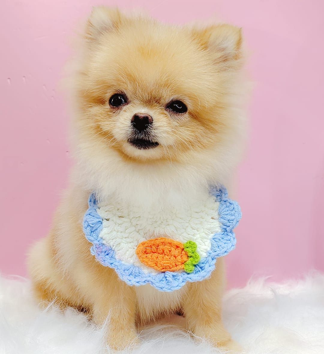 Pomeranian 博美