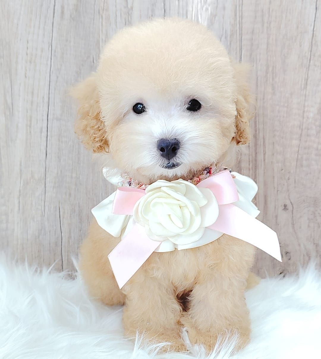 Poodle 娉拌开璐靛