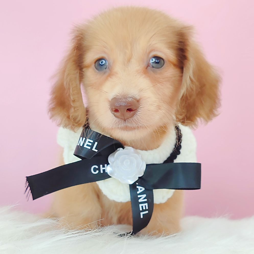 Dachshund 腊肠狗