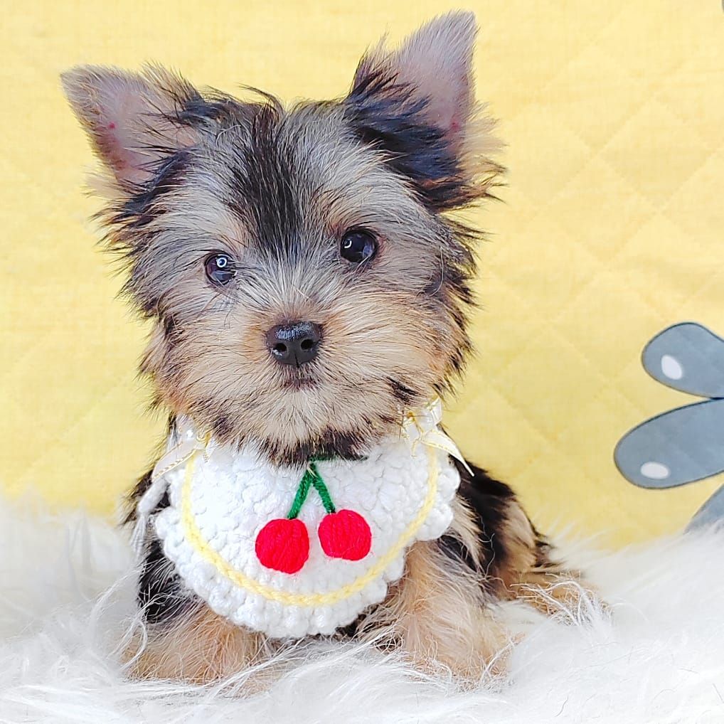 Yorkshire Terrier 约克夏