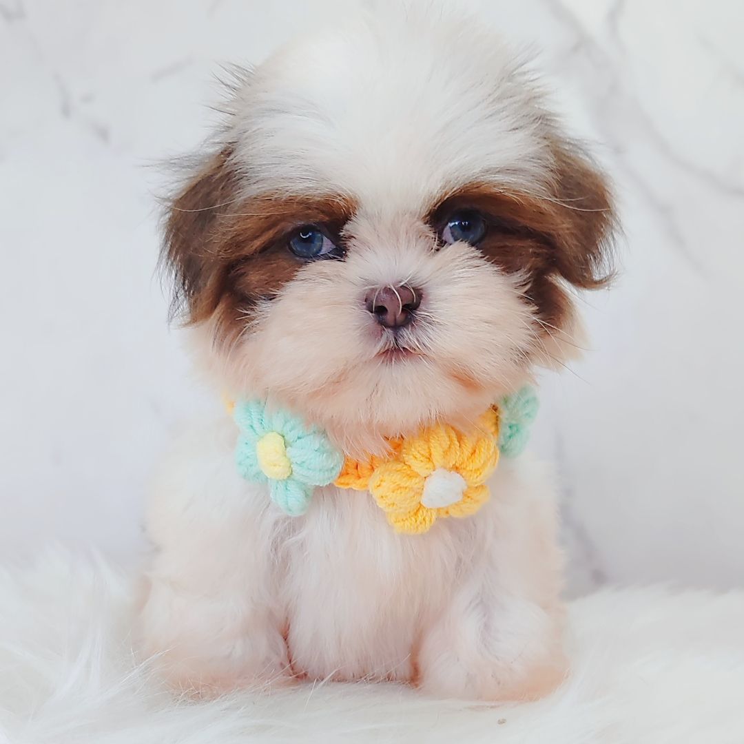 Shih Tzu 西施