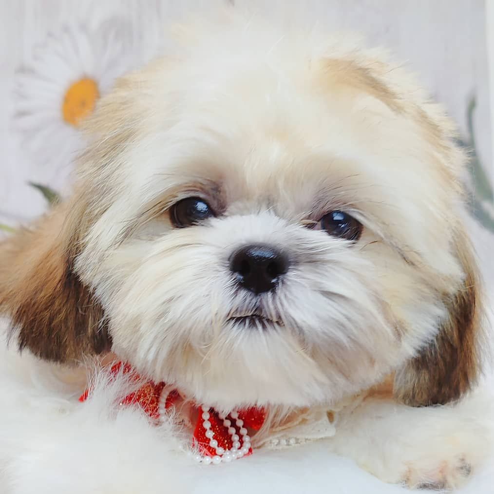 Shih Tzu 西施